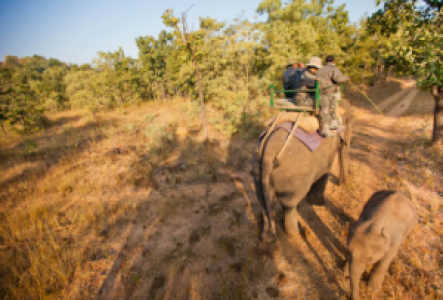 Eine Safari auf dem Elefantenrücken