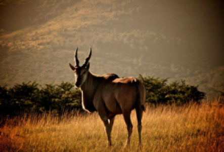 Etosha Elenantilope