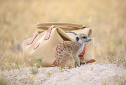 Solitaire Namibia Erdmännchen