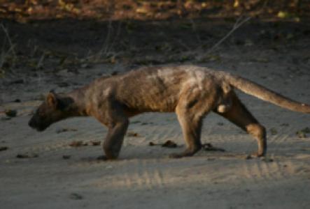 Madagaskar Fossa