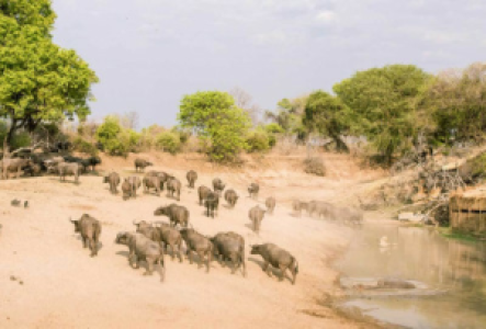 Fotoverstecke im South Luangwa Nationalpark