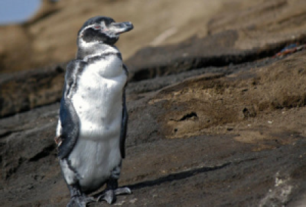 Darwin und Wolf Galapagos-Pinguin