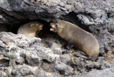 World Map Galapagos Seebär