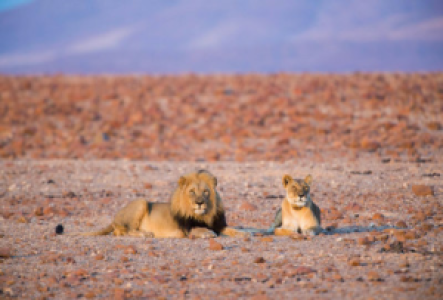 Game Drives im Damaraland