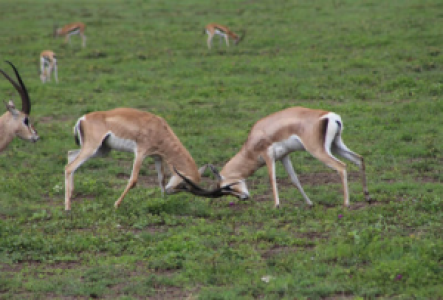 Amboseli Nationalpark Gazelle