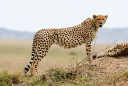 Etosha Gepard