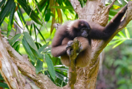 Indonesien Gibbon