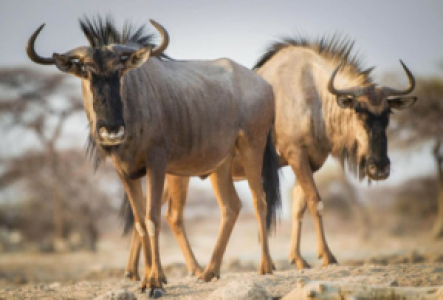 Savuti Marsh Gnu