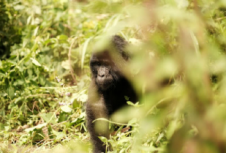 Gorilla Habituation Experience