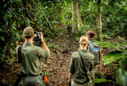 Gorillatrekking im Kongo