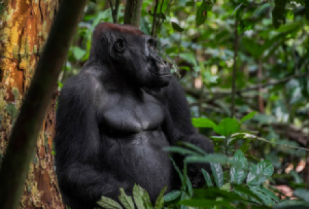 Gorillatrekking im Loango Nationalpark