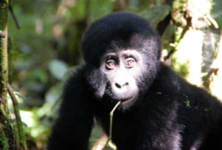 Gorillatrekking in Uganda