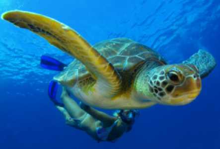 Tortuguero Costa Rica Grüne Meeresschidkröte