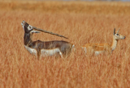 Indien Hirschziegenantilope