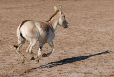 Little Rann of Kutch Indischer Halbesel