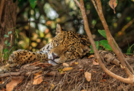 Amazonas Jaguar