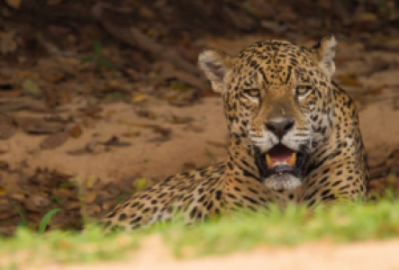 Jaguarsafari