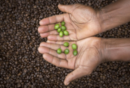 Kaffeeplantagen bei Karatu