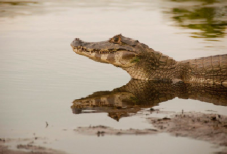 Ecuador Amazonas Kaiman
