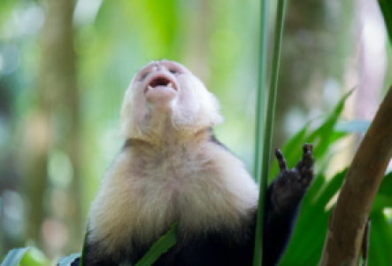 Tortuguero Costa Rica Kapuzineraffe