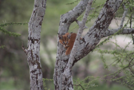 Tarangire National Park Karkal