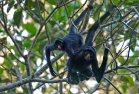 Ecuador Amazonas Klammeraffe