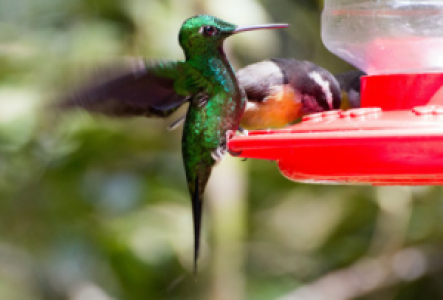 Tortuguero Costa Rica Kolibri