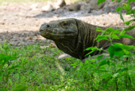 Indonesien Komodo-Drachen