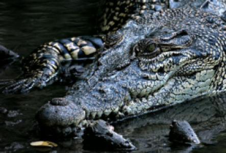 Murchison Falls Krokodil