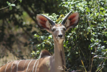 Etosha Kudu
