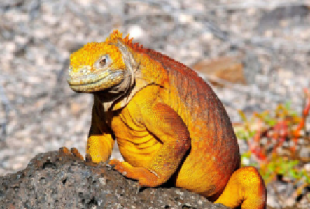 Isabela Landleguan