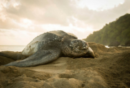 Tangalle Lederschildkröten