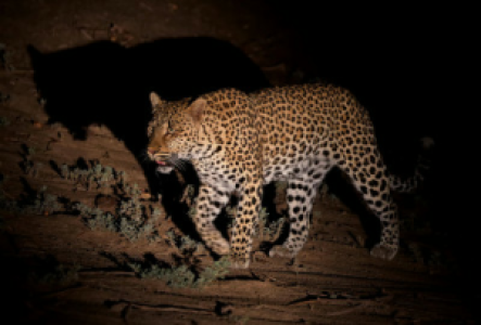 Leopardsafari im South Luangwa