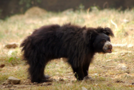 Lippenbärsafari im Satpura Nationalpark