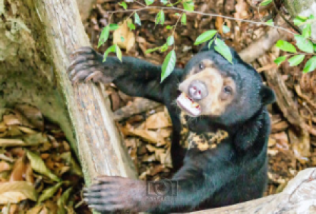 Borneo Malaienbär