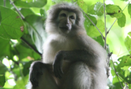 Udzungwa Nationalpark Mangabe