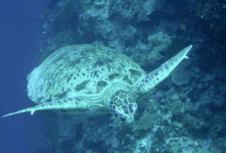 Meereschildkröten bei der Eierablage auf Borneo beobachten