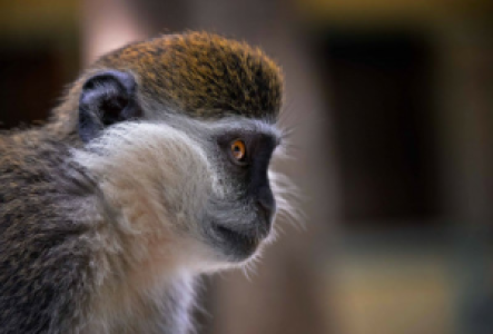 Mgahinga und Lake Mutanda Meerkatze