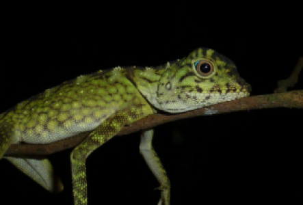 Nacht Walks in Borneo