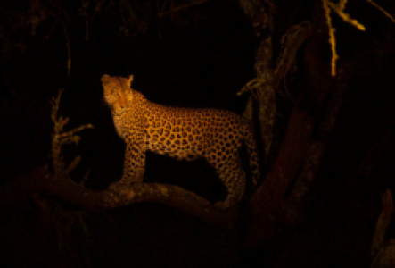 Nachtsafari in Ugandas wilden Westen