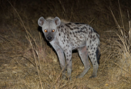 Nachtsafaris im Kafue Nationalpark