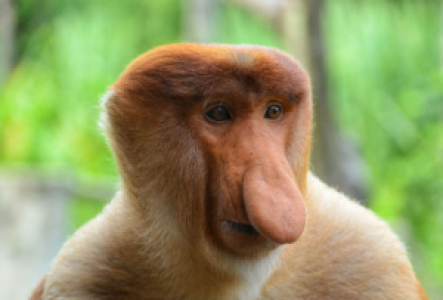 Indonesien Nasenaffe