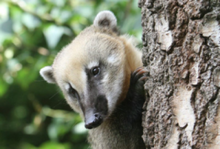 Tortuguero Costa Rica Nasenbär (Coati)
