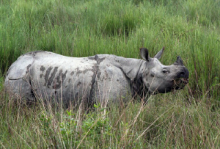 Nashornsafaris im Kaziranga Nationalpark