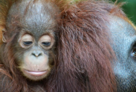 Indonesien Orang-Utan