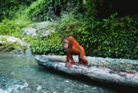 Orang-Utan-Trekking im Gunung Leuser Nationalpark