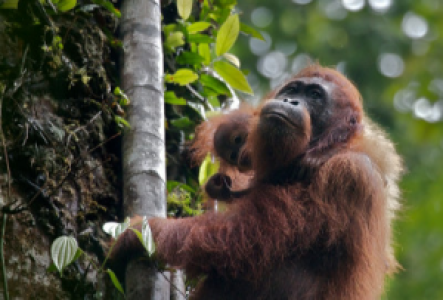Orangutan-Safaris