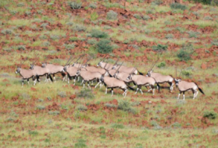 Damaraland Oryx
