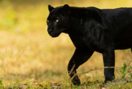 Panther-Safari im Nagarhole Nationalpark