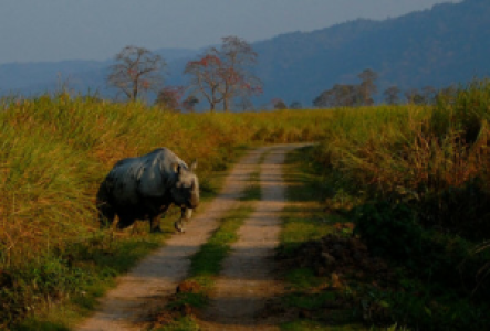 Manas-Nationalpark Panzernashorn
